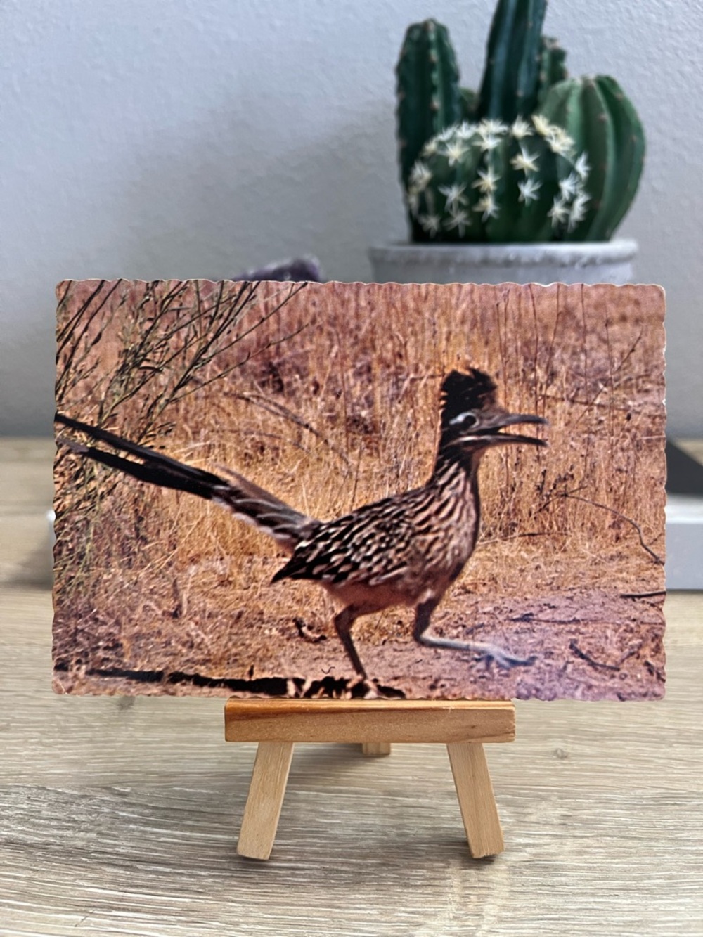 Vintage Road Runner Clown of the West Arizona Petley Dexter Unused Postcard